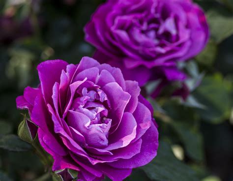 heirloom roses|heirloom roses living soil.